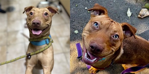 Multnomah County Animal Services seeks adopters after kennels reach 90% capacity