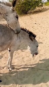 16K views · 51 reactions | excellent donkey meeting first time...