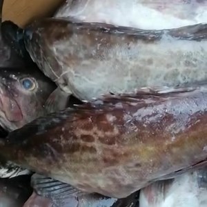 DID YOU KNOW ? That Eating 2-3 servings (at least 8 ounces) of fish and shellfish each week, as recommended by the USDA, has been linked to the following possible benefits: 1. Lowers risk of heart disease and stroke. 2. Improves sleep quality and mental health – Reducing symptoms of depression, anxiety 3. Helps to improve memory and cognition – Can slow the progression of Alzheimer’s disease 4. Fights Autoimmune diseases Can improve skin, bone and joint health – Reducing tissue inflammation, all