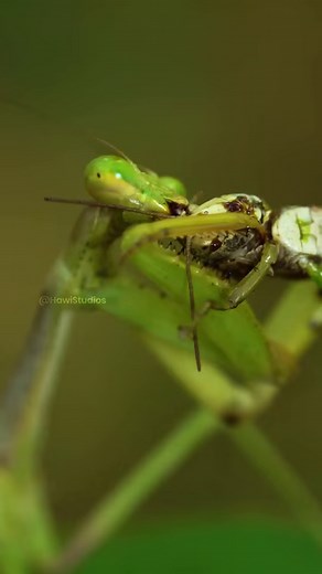 226K views · 1.5K reactions | Praying Mantis Eating a Bug Wincent FAHoy #nature #wildlife #mantis | HAWI Studios | Facebook