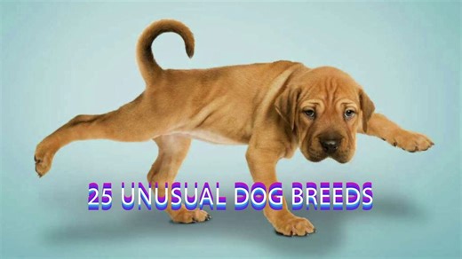25 Most Unusual And Rare Dog Breeds