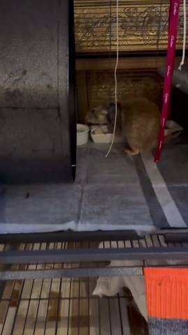 Prairie Dog Zooms Up Ramp Straight to Food Dish