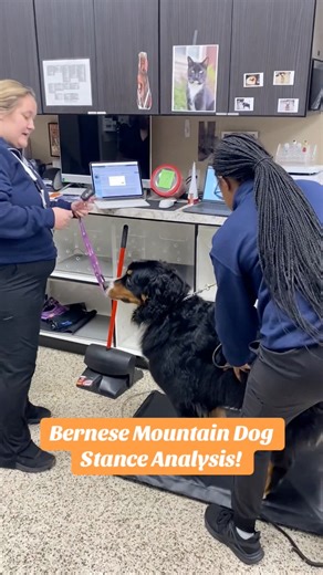 13K views · 127 reactions | The Veterinary Stance Analyzer from Companion Animal Health collects patients weight, stability information, and individual bearing data for each limb 例 One of the many important tools used here at Woodhaven Animal Hospital! ❤️ #veterinarian #animalhospital #fyp #veterinarymedicine #vetmed #vetlife #vettech #michigan #healthypets | Woodhaven Animal Hospital | Facebook