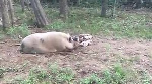 1.2K views · 36 reactions | Learning out to dig for truffles! | Shutt'er Down Ranch | Facebook