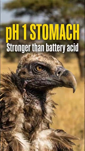Stronger Than Battery Acid! 🔋🧪​#didyouknow #animalfacts #wildlife #animals