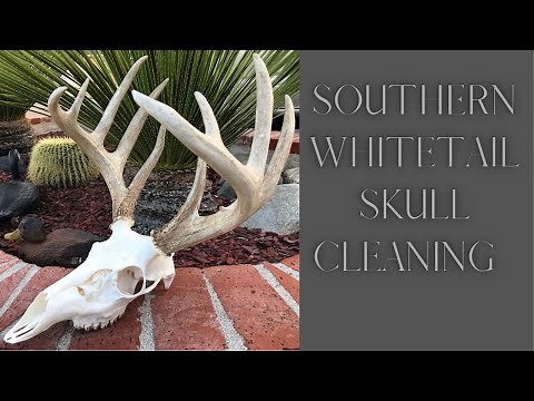 SOUTHERN WHITETAIL SKULL CLEANING "HOW TO"