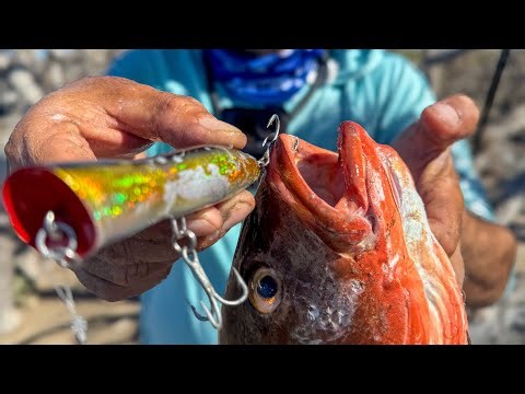 Incredible snapper fishing with a shore popper! Very explosive strikes!