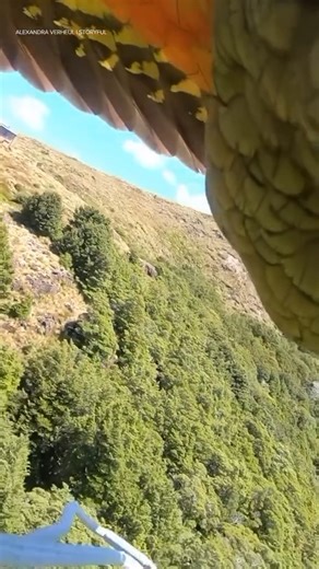 186K views · 2.3K reactions | 列 Kea cam takeover  Only in NZ would a parrot steal your GoPro for a flight vlog!  @escatravel #100NewZealand #travel #adventures #newzealand #NZMustDo #ExploreNZ #DiscoverNZ #Kea #NZWildlife #OnlyInNewZealand #GoProThief #TeAraroa #HikingFailsl #fypシ゚viralシ #fypageシ #fypシ #reelsvideo #reelschallenge #reelitfeelit | 100% New Zealand | Facebook