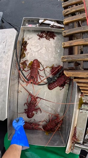 Grading B+ Crays #crayfish #fishing #lobster