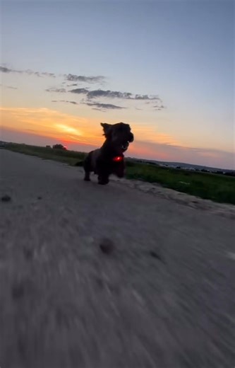 Knight Runner! | Dale Craver