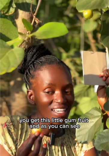 Discovering the Magic of Natural Gum from Gum Trees