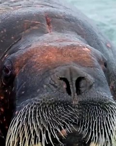 400K views · 639 reactions | Whether it's scanning the horizon for polar bears, taking a Zodiac cruise to access an Inuit community, or learning how to take the perfect iceberg photo, the Arctic is calling... #ThisIsSilversea | Silversea | Facebook