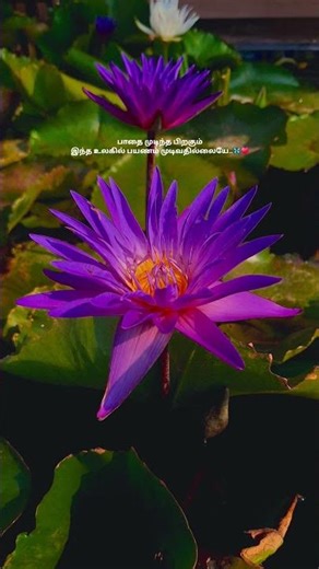 Pookal Pookum /Whatsapp status / Love song / tamil songs