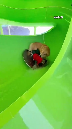 cat and dog #cat #funny #shortvideo #dog #cats #shorts #usa