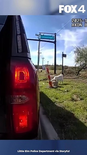 A police officer in Little Elm, Texas, captured a loose goat on the side of a busy road on Tuesday, November 25, and jokingly read the farm animal its rights. Bodycam footage released by Little Elm Police Department shows the police officer capture the goat and help it into a police vehicle. In the video, the officer jokingly gives the goat a Miranda warning. “You have the right to remain silent and not make any statements at all. Any statements you make may be used against you at trial. Any sta