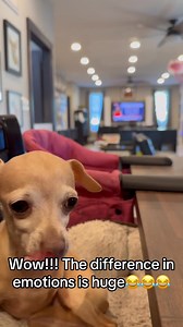 309K views · 25K reactions | If this doesn’t sum up how good of an actress nugget is, I don’t know what will. This is a video I have spliced together. First half is before my dinner showed up to the table. The second half is after it got to the table. See if you can tell the difference in her mood?  I am literally going to develop a complex from being guilted. #thenuggetshow https://www.bglws.org/product-page/dec-2019-nugget | Big Guy, Littles World Sanctuary | Facebook