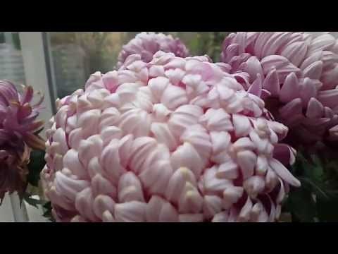 Samsung Galaxy Alpha Camera Test [4K UHD]