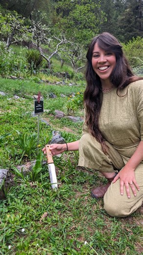 California School of Herbal Studies on Instagram: "Is that a dandelion? Or one of its lookalikes? 🌱 This week's Herb of the Week: Dandelion ~ Taraxacum officinale. This common garden "weed" can be found everywhere! Watch this video for some pointers on how to tell dandelion apart from its lookalikes! Harvest the leaves in the spring for salads, pestos, and your bitters blend. The best time to harvest the roots is in the fall. But don't get mooned out about that—you have to take a class with Ter