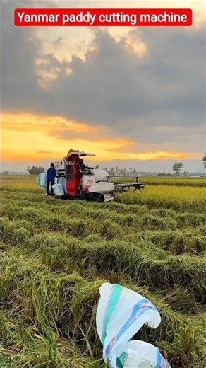 Yanmar paddy cutting machine 💥 #shorts #trend