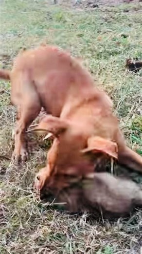 Cat and dog fight puppy’s # #funny #viral