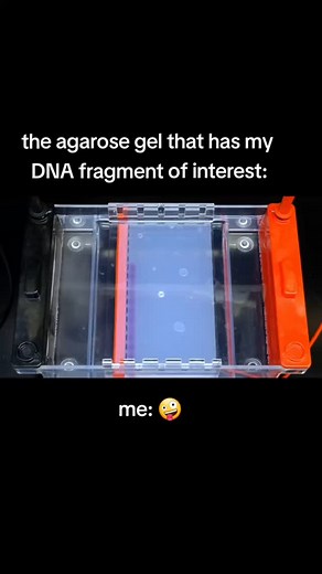 Dr. Xanthine on Instagram: "original video from AddGene, protocol also from AddGene "Gel purification allows you to isolate and purify DNA fragments based on size. The procedure starts with standard agarose gel electrophoresis, which separates DNA by their length in base pairs. Following electrophoresis, you can cut DNA bands out of the agarose gel and purify the DNA samples. This is a commonly used technique for molecular cloning, such as PCR- or restriction enzyme-based cloning. Gel purificati