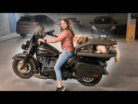 Teaching our Dog to Ride on a Motorcycle