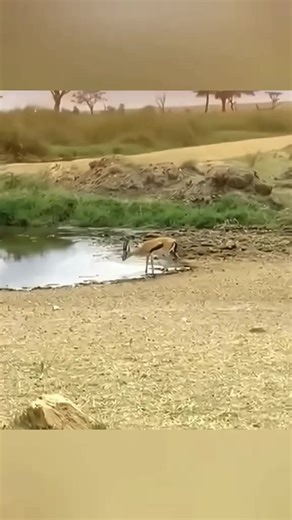 How springbok escapes from predators 😱 #nature #wild #facts #didyouknow #mindblowingfacts | Factfrenzyz8