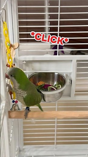 Clicker Training Introduction for My Quaker Parrot