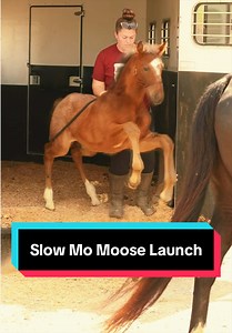 Slow Mo Moose Launch: Unloading a Scared Baby Moose