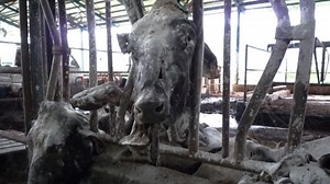 After 2011, #Fukushima Daichii #nuclear power plant disaster residents within 20km radius were forced to evacuate their homes. However, six farmers who defied government orders to kill livestock and abandon the #radiation zone, continue to feed their #cows out of love, with no hope of economic return. #NuclearCattle | I Am Back | Facebook