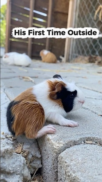 Guinea Pig Goes Outside for the First Time