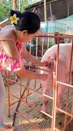 subok lang ng subok🙏🏻🐷 11th parity na ni mamapig #fypシ゚viralシ #viralreels #backyardfarming #fblifestyle | Kapiggy Vlog