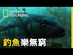 【 釣魚樂無窮 】「藍擬鱸Blue Cod，紐西蘭特有品種，生長在南部，是當地人非常喜愛的魚種！」