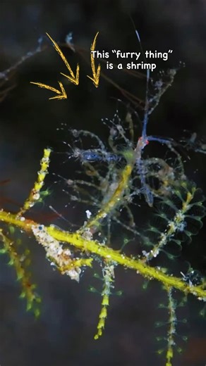 That “furry” alien is a skeleton shrimp mom. And those hairs are actually her babies. In some species, scientists have seen the young cling to their mother for almost three weeks while she’s still hunting and fighting on the seaweed. For an animal that only lives a few months, that’s a huge part of her life spent as a living jungle gym. In a few skeleton shrimp species, females have even been observed k!lling the male after mating. The exact reason isn’t known yet, but it makes their parenting s