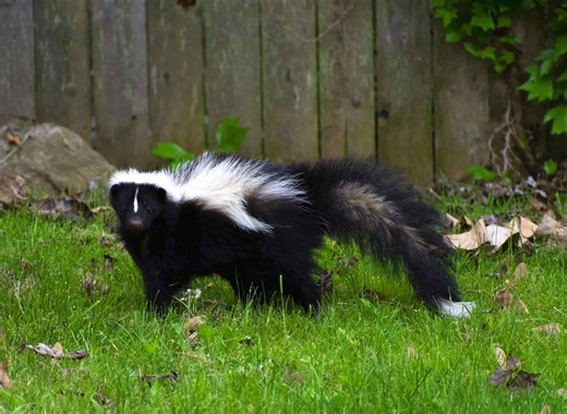 How to prevent skunks from invading your yard