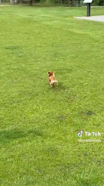 Turbo Chihuahua: The Fastest Dog Race