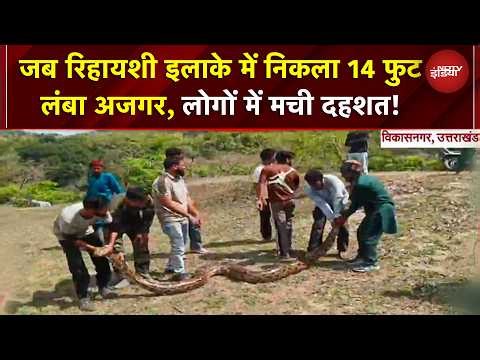 जब Uttarakhand के रिहायशी इलाके में निकला 14 फुट लंबा Python, लोगों में मची दहशत | VIRAL snake video