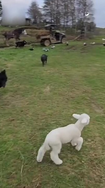 Just a day in the life of a farm lamb!