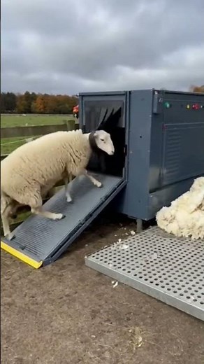 This Sheep Walked Into a Machine… and Came Out Brand New 🐑💨