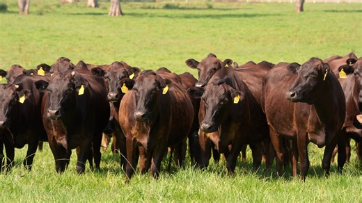 1.6K views · 12 reactions | Shamrock Vale Station is a locally owned and operated family farm in the beautiful Kerry Valley | Stock Chick Films | Facebook