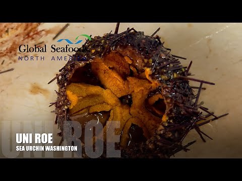 How to Open a Sea Urchin & Harvest Uni (Sea Urchin Roe) | Step-by-Step Guide