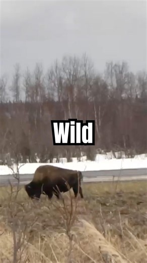 ALASKA WILD BISON