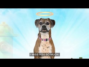 I'm in heaven now, so sorry i died [original clip]