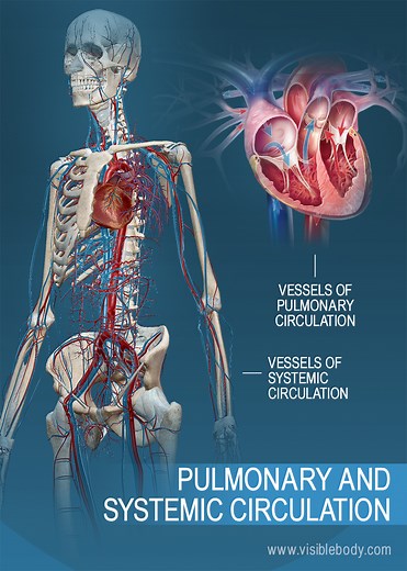Pulmonary & Systemic Circulation | Circulatory Anatomy