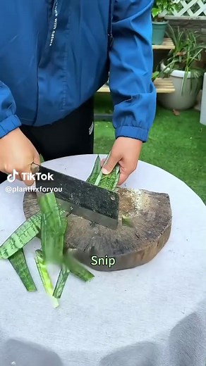3 Easy Plant Cuttings for Beginners