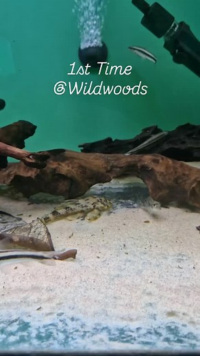 1st Time @ Wildwoods - beatiful! Apareiodon machrisi - roundhead characin from Brazil. Limited numbers. #worldofwaterwildwoods #wildwoodsenfield #brazilianfish #rarefish #tropicalfish #aquariumfish #oddballfish #characins | Wildwoods