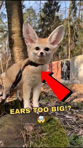 Built-in Air Conditioning 🍃 #animalfacts #sehar