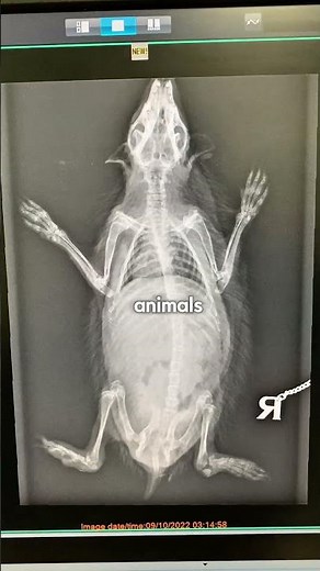 best things about being a veterinarian #thoughts #veterinary