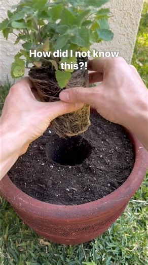 The perfect repotting hack! Use the pot as a mold for a seamless fit.