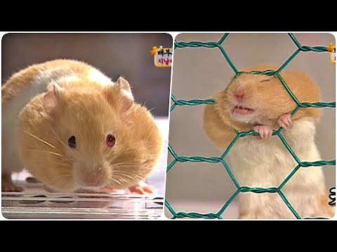 [고화질] 배부른 햄스터는 좁은 문을 지날때 【 】다 [애니멀 스펀지]